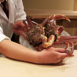 富小路 やま岸 - 調理前の松葉蟹(2018.2月上旬)