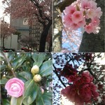 PATISSERIE LIMOUSIN - 近くの桜並木にある花々です(^^)