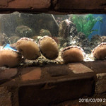 鉄板キュイジーヌ長尾 - 