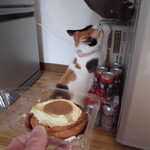 ベーカリーいずみ - プリンちゃん