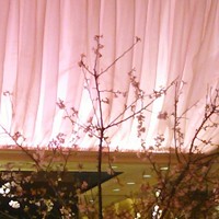 RIGOLETTO KITCHEN - 桜色の店内