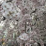 焼き鳥 とりひろ - しだれ桜って染井吉野とは違った美しさがあります