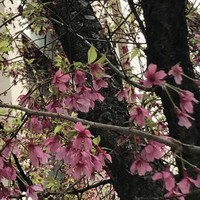 割烹 とよだ - ほとんど散ってしまった、おかめ桜