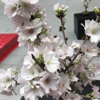 割烹 とよだ - 福徳神社の盆栽の桜