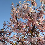 焼きたてチーズタルト専門店PABLO - 桜(*^▽^*)