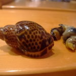 小判寿司 - つぶ貝