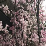 お料理 志ぶう - 地下鉄銀座駅から出てきた三越
            本物の桜の切り花でした