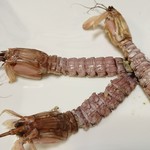 福来魚 - 生シャコ