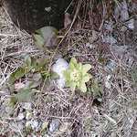 門の裏側に咲いていたふきのとう【２０１８年３月撮影】