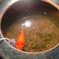 中島康三郎商店 - 鯉がいます(^ ^)