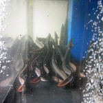 御食事処 スズキ - これは普通の養殖うなぎ