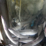 御食事処 スズキ - 坂東太郎くん