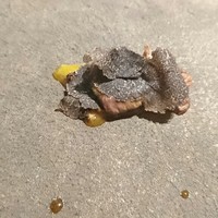 神戸牛炉釜炭焼ステーキ IDEA 銀座 - 