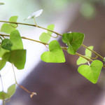 海のそばのカフェ ブリスポイント - 