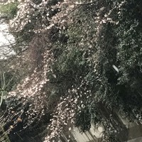 レストラン アラジン - みぞれ混じりの雨の中、渋谷川沿いの桜も寒そう