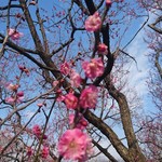Hiroju - 偕楽園の梅