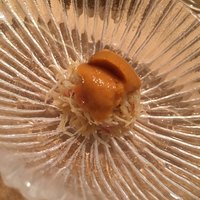 松栄 恵比寿本店 - 