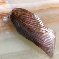 鮨 なかがわ - 