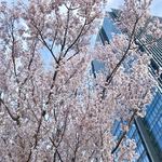 成城石井 - 何という種類の桜でしょうか