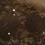 SIO syuji hijikuro - ホッキさん