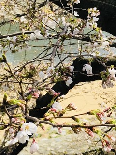 Ajiroman Ishigamatei - 春は桜を眺めながらお食事を・・・