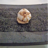 イル ギオットーネ 京都本店 - 