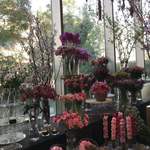 Nicolai Bergmann NOMU - 