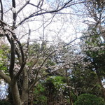 鎌倉山 - 桜咲く