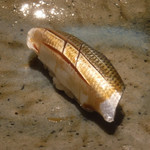 寿し おおはた - 