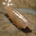 寿し おおはた - 