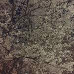 焼鳥 酉たけ - 夜桜が満開でした 妖しく感じるほど美しい
