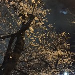 Meishu Senta Ochanomizu Ten - 半月が雲間から顔を出すと満開の桜が妖しさを増します