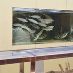 まるた生簀どころ - 厨房内の水槽は圧巻です