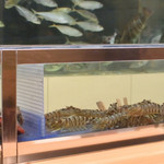 まるた生簀どころ - ネタケース型の水槽には美味しそうな車海老が泳いでいます