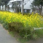 路肩の花[平成30年３月19日(月)]