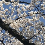 ノールド クダン - お堀の桜！