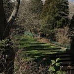 滝口わさび園 - わさび園、奥には富士山