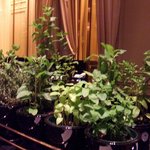 ガストロノミー ジョエル・ロブション - Jun, 2011 数種類のハーブ