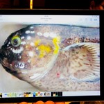 鮨　Shizuku - iPadの銀宝（ぎんぽう）