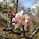 ピッツェリア　ポジターノ - 成田梅まつり