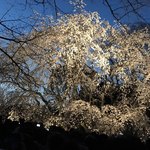 Kunsei Izakaya Kuyuri - 六義園のしだれ桜