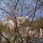 アゼリア - 庭園には桜が咲き始めていました　2018.3