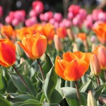 まぐろレストラン - おまけ