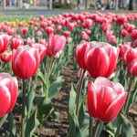 まぐろレストラン - おまけ