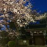 チパコヤ - 法明寺門と桜