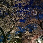 チパコヤ - 参道の桜並木