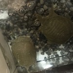 すっぽん料理専門店 東海 - 