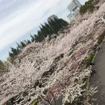 ナプレ - ミッドタウンの桜