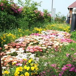 Howaito Famu - 中庭には季節の可愛らしい花が♪