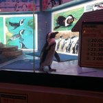 ペンギンのいるダイニングバー沖縄 - 